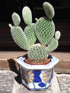 A kaktuszok gondozásáról
