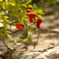 C-vitamin bomba a fiatalos arcbőr szolgálatában